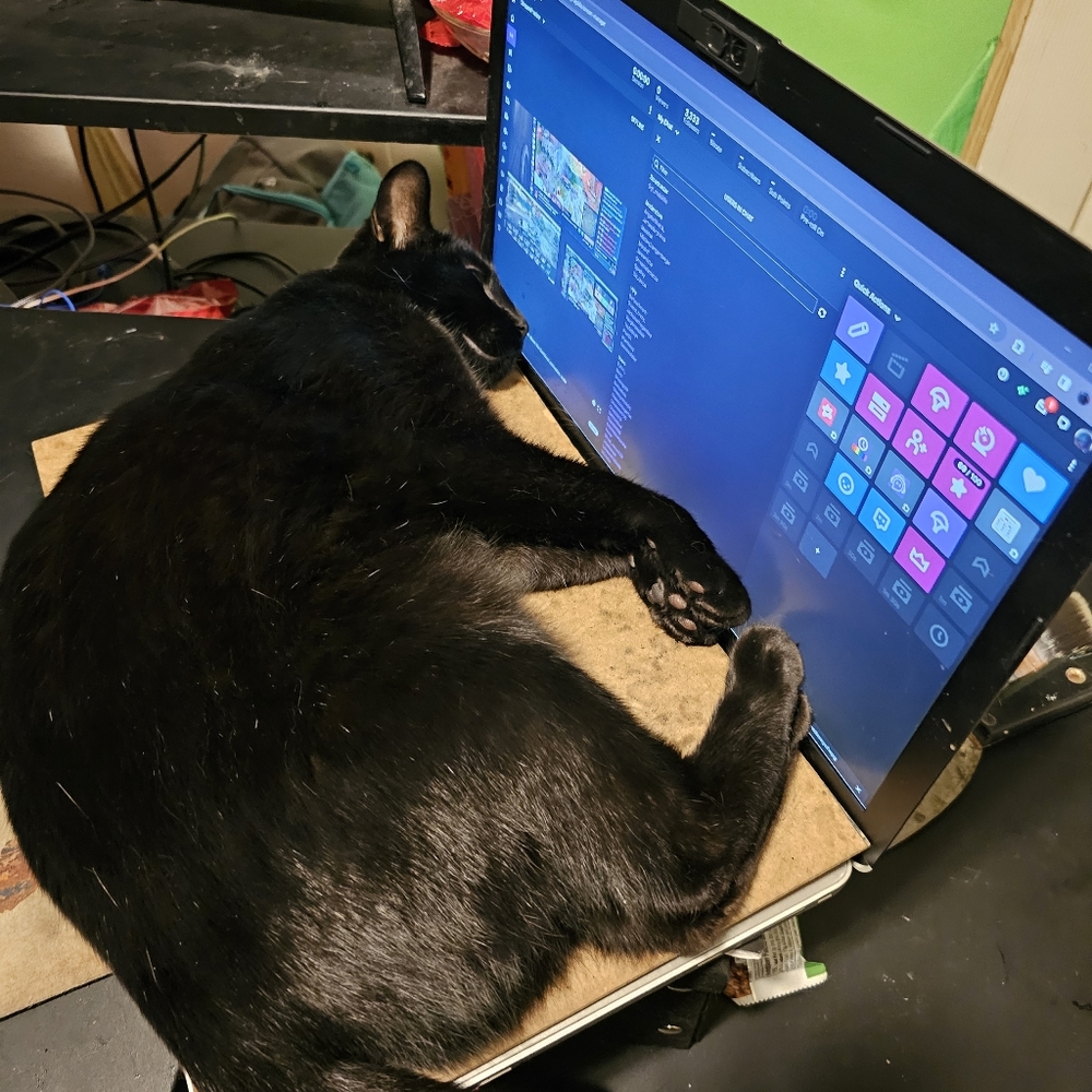 😻My Helpers 😻 - Picture 10 of 16